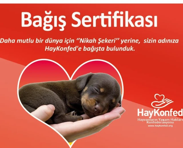 HayKonfed