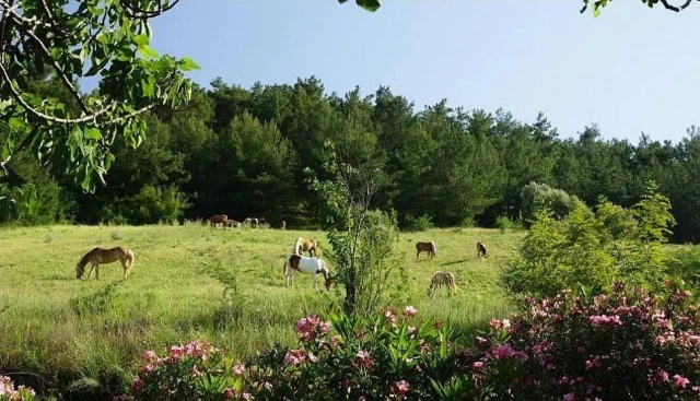 Alaş Kımız Çiftliği Kazak Vadisi