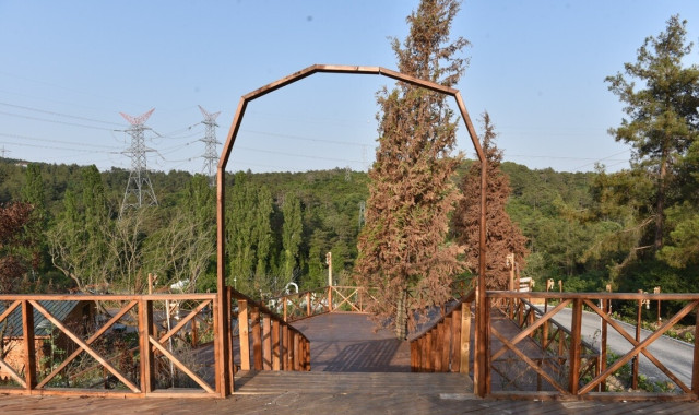 Orman Kır