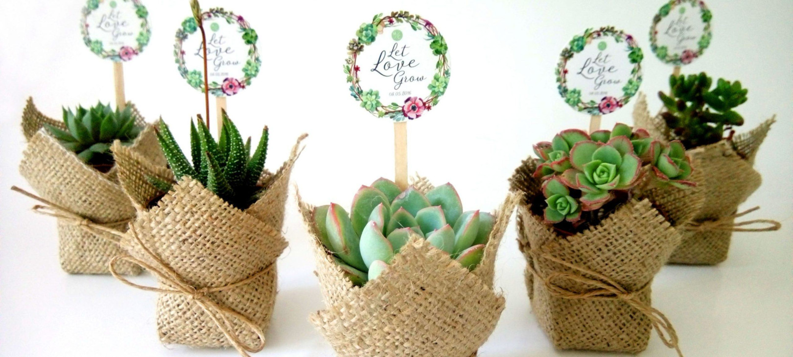 Nikah-_C5_9Eekeri-Sukulent-scaled