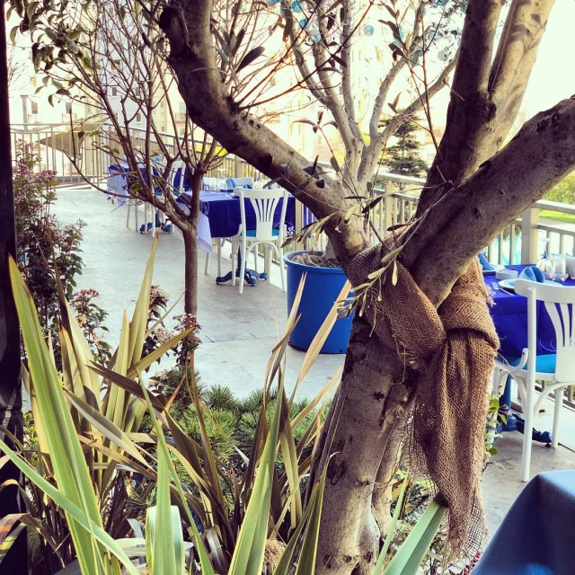 Alaçatı Balıkçısı 34,5